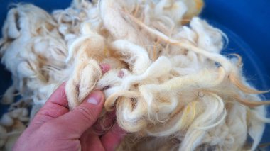Yün, kuzu yünü bir kâsede yıkanmaya hazır.,
