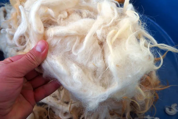 washing wool, sheep\'s wool ready to be washed in a bowl,