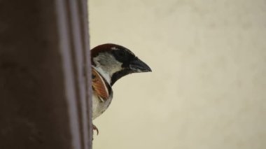 Bir binanın çatısındaki serçe kuşu, yaklaş, serçe kuşu başı.,