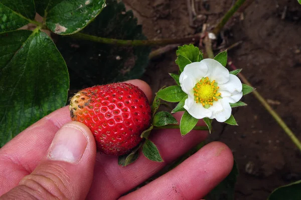 Natural strawberry and strawberry flower side by side in a garden,