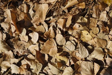 Sonbaharda ağaçlar ve düşen yapraklar, sonbahar manzarası, ağaçlar ve yapraklar,