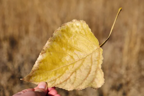 Ένα Κίτρινο Φύλλο Φθινόπωρο Ένα Άτομο Έχει Ένα Ξηρό Κίτρινο — Φωτογραφία Αρχείου