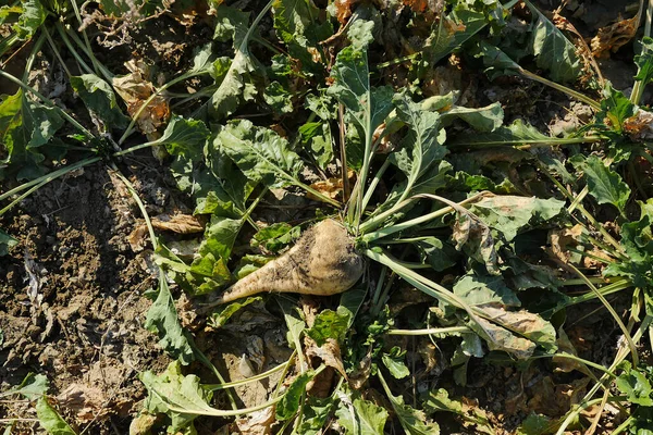 sugar beet in the field, beet plant when it is time to dismantle.