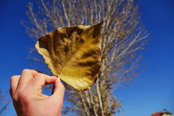 Sonbaharda Sarı Bir Yaprak Elinde Kuru Sarı Bir Yaprak — Stok fotoğraf