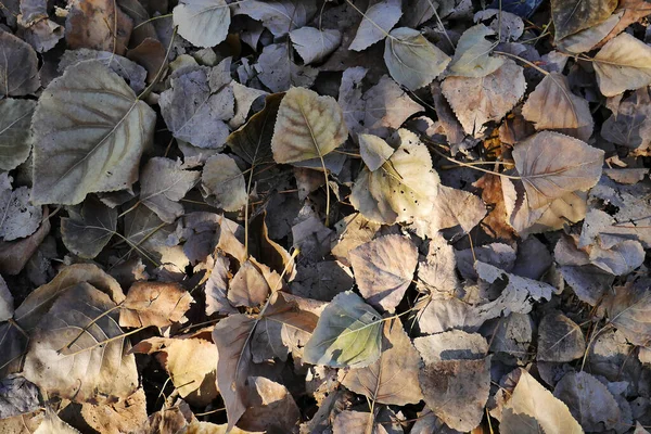 Sonbaharda Ağaçlar Düşen Yapraklar Sonbahar Manzarası Ağaçlar Yapraklar — Stok fotoğraf