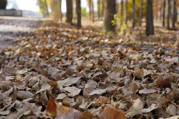 piles of dry leaves in the fall,dry leaves falling on the ground in autumn,
