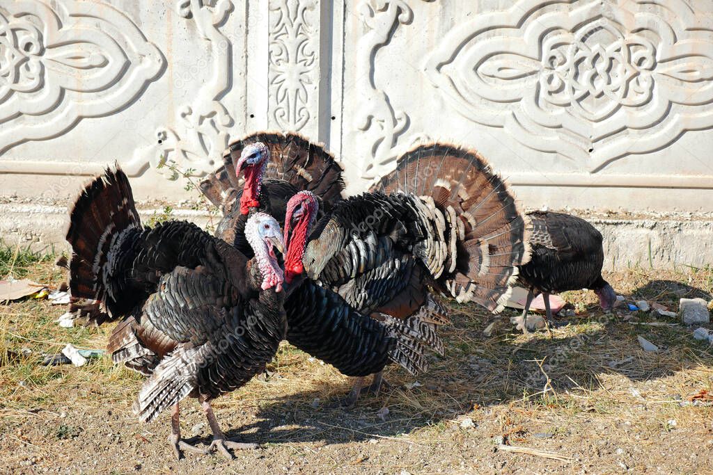 rootstocks large turkeys, turkeys wandering outside, fed turkeys for Christmas