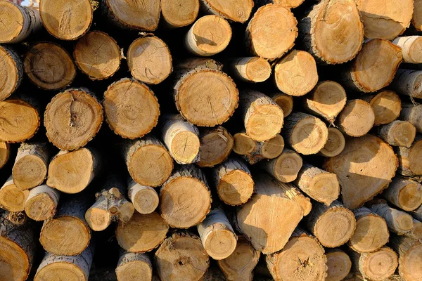 Poplar trees cut for timber, poplar trees for large amounts of timber, Timber trade, poplar wood for carpenters,