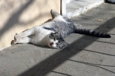 Güneşlenen sevimli bir kedi, güneşlenen çılgın bir kedi.,
