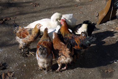 Köydeki organik tavuklar ve beyaz ördekler su içip yemek yiyorlar.,