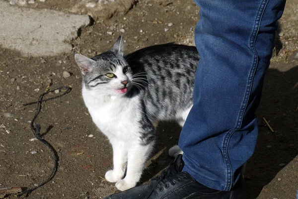 Bir Kedi Sahibiyle Oynamak Istiyor Sahibine Kur Yapıyor — Stok fotoğraf
