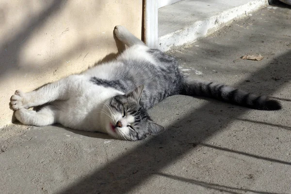 Lindo Gato Tomando Sol Gato Loco Tomando Sol — Foto de Stock