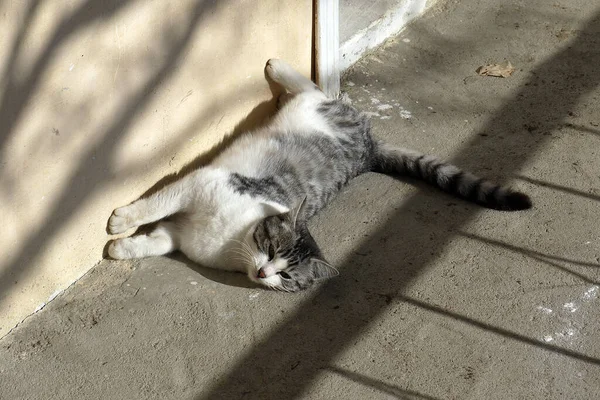 Lindo Gato Tomando Sol Gato Loco Tomando Sol — Foto de Stock