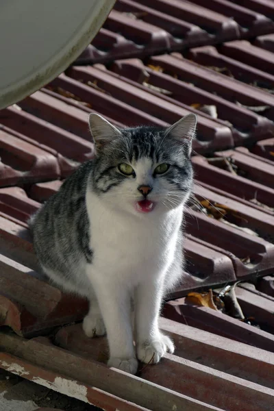 Kedi Miyavlıyor Kedi Miyavlıyor Sokak Kedisi — Stok fotoğraf