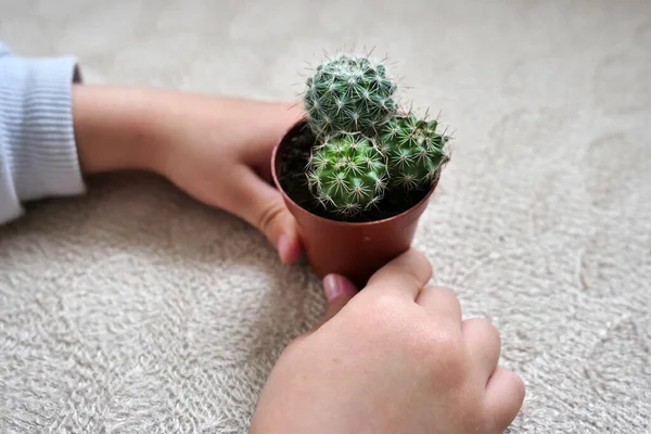 a human touches prickly cactus plant, cactus plant and prevent radiation, cactus plant and radio,