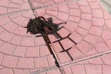 Yakın plan taze kümes hayvanı gagası, sıvı tavuk gagası,