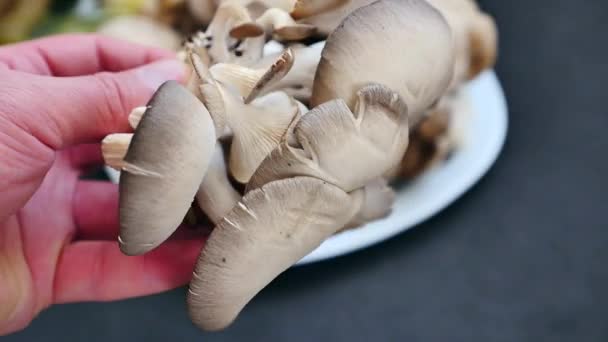 Cogumelos Ostra Frescos Cogumelos Ostra Mão Homem Close — Vídeo de Stock