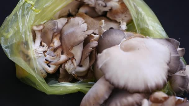 Gran Cantidad Champiñones Ostra Plato Champiñones Ostra Comestibles Champiñones Ostra — Vídeo de stock