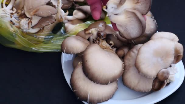 Fresh Oyster Mushrooms Oyster Mushrooms Man Hand Close — Stock Video