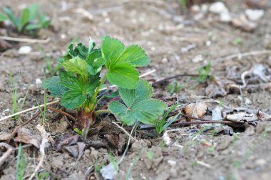Çilek bitkileri bahar aylarında yavaşça filizlenir.,