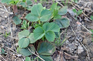 Çilek bitkileri bahar aylarında yavaşça filizlenir.,