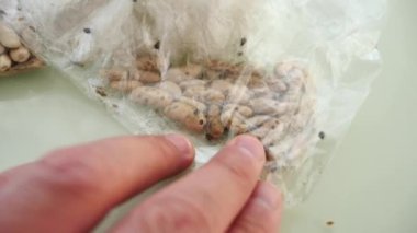 Fasulye tohumları içinde hareket eden böcekler, istila edilmiş fasulye tohumu, çekirdekler üzerinde hareket eden böcekler.,