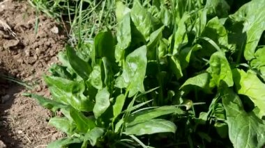 Bahçede yetişen ıspanak bitkisi.,