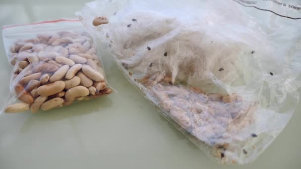 Insects Moving Bean Seeds Infested Bean Seed Moving Insects Bean — Stock Video