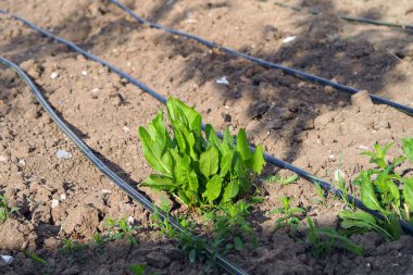 Ekşi otlar, tarlada yetiştirilen tarla kuşları.,