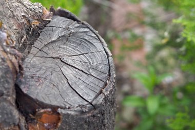 Bir budanmış meyve ağacı, testereyle kesilmiş bir ağaç.,