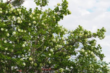 Beyaz viburnum ağacı ve onun birçok çiçeği baharda,