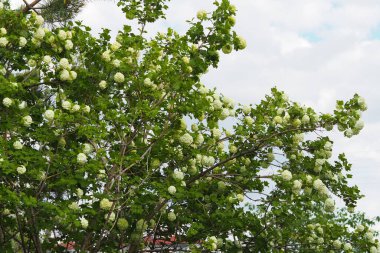 The white viburnum tree and its many flowers in spring, clipart