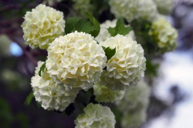 Beyaz viburnum ağacı ve onun birçok çiçeği baharda,