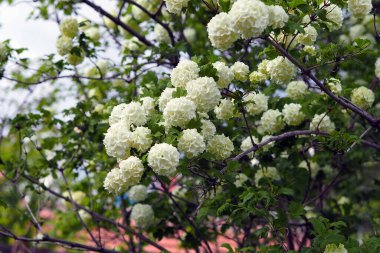 Beyaz viburnum ağacı ve onun birçok çiçeği baharda,