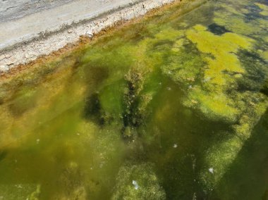 Suda algler oluşmuş, çeşme havuzunda yeşil algler oluşmuş.,