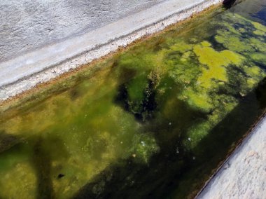 Suda algler oluşmuş, çeşme havuzunda yeşil algler oluşmuş.,