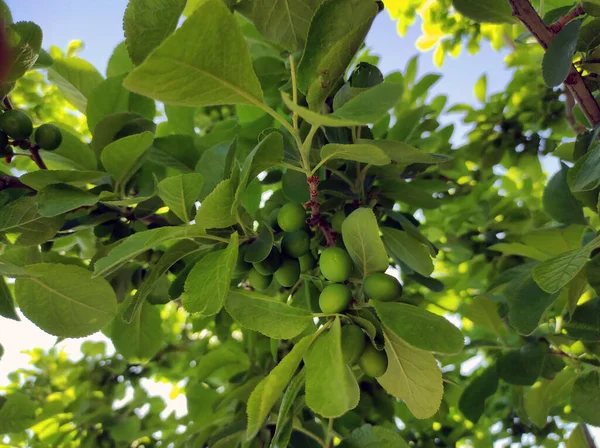 Prunes Vertes Fraîches Crues Fruits Sur Prunier — Photo