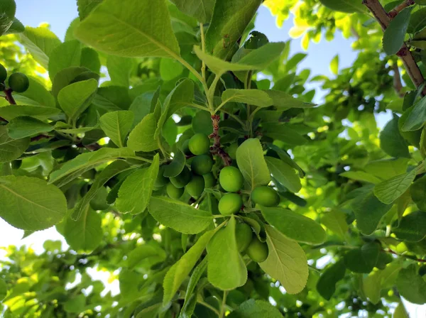 Prunes Vertes Fraîches Crues Fruits Sur Prunier — Photo