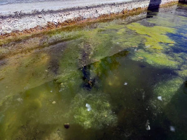 Alga Képződik Vízben Zöld Algák Képződnek Szökőkút Medencéjében — Stock Fotó