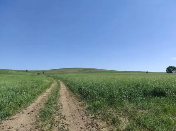 Пшеничні Поля Стежка Дороги Дороги Поля Дороги Зелені Зони — стокове фото