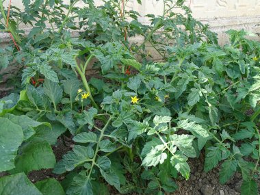 Domates çiçeği, domates çiçeği açan, sarı domates çiçeği.,
