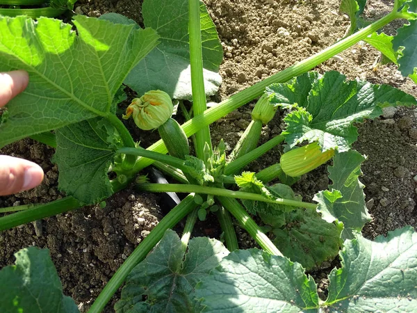 Pianta Zucchine Vegetali Zucche Biologiche Giardino Pianta Zucchine — Foto Stock