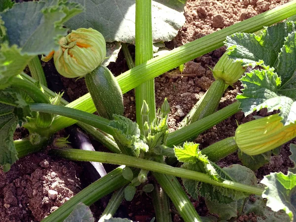 Vegetabiliska Zucchini Växt Ekologiska Pumpor Trädgården Zucchini Växt — Stockfoto