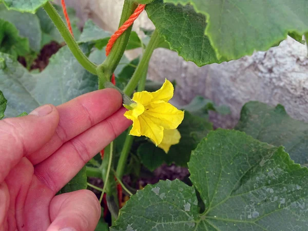 Vigne Concombre Minuscule Commence Pousser Des Concombres Plante Concombre Pendant — Photo