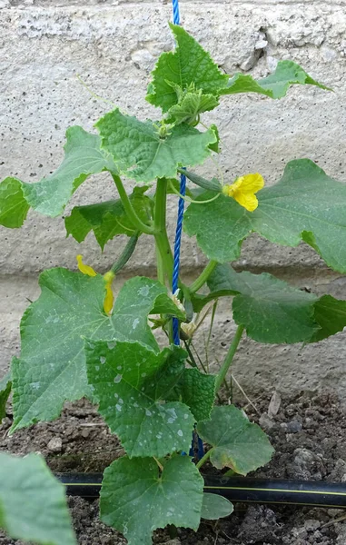 Videira Pepino Minúsculo Começa Crescer Pepinos Planta Pepino Durante Floração — Fotografia de Stock
