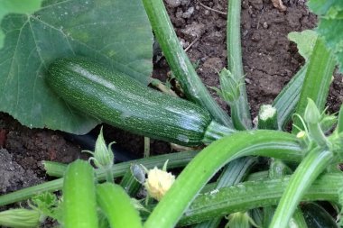 sebze kabağı, bahçede organik kabaklar, kabak bitkisi.,