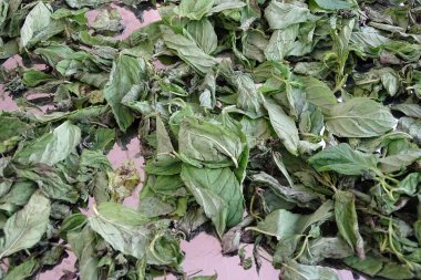 Nane şekerini kurutmak, güneşte nane şekerini kurutmak, kuru nane şekerini kurutmak, evde nane şekerini kurutmak.,