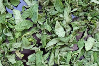 Nane şekerini kurutmak, güneşte nane şekerini kurutmak, kuru nane şekerini kurutmak, evde nane şekerini kurutmak.,