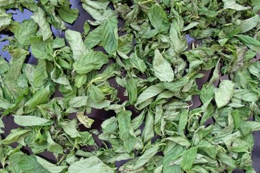 Nane şekerini kurutmak, güneşte nane şekerini kurutmak, kuru nane şekerini kurutmak, evde nane şekerini kurutmak.,