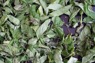 Nane şekerini kurutmak, güneşte nane şekerini kurutmak, kuru nane şekerini kurutmak, evde nane şekerini kurutmak.,